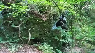                        دندنها