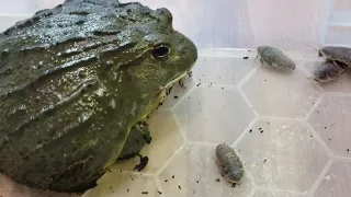GIANT BULLFROG VS 50 ROACHES Pixie Frog