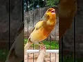 Download Lagu Kenari isian mantul #kenari #kenaripaud #kenarigacorfullisian #canary #canario #canarias #birds