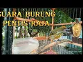 Lagu SUARA BURUNG PENTIS RAJA