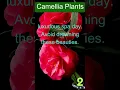 Download Lagu Camellia Plant Care in 4 Easy Steps @sunnyveggie