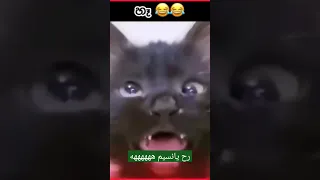 قطه مضحكه رح يانسيم الأرض ها قطه كوميديه ههههههههههه اليمن 