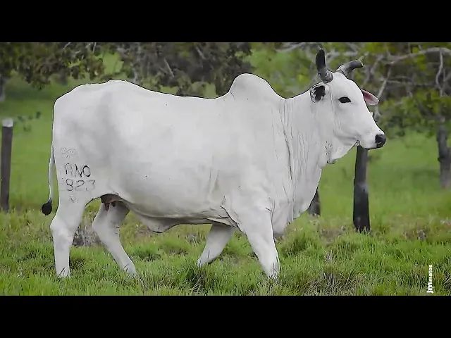 Aspiração Nelore FANO - 2823 ESGOTADA DA AGRONOVA