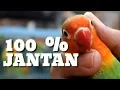 Download Lagu Tips Cara Membedakan Lovebird Jantan Dan Betina Paling Mudah