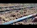 How to apply fertilizer to onions