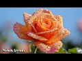 Download Lagu Целительные мелодии🌺Музыка, приносящая покой душе🌿Лучшие мелодии Сергея Грищука #2