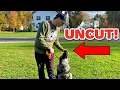 How to train a German Shepherd Puppy Obedience No Editing