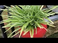 Download Lagu #garden tour# vertical garden #shorts