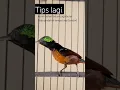 Download Lagu tips perawatan burung konin treatment tempat sepi #perawatanburungkonin #pecintaburung
