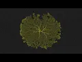 Slime Mold Simulation