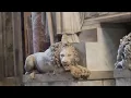Designed by Donato Bramante Michelangelo Carlo Maderno and Gian Lorenzo Bernini Saint Peter s