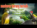 Download Lagu Masteran burung terbaik 🔥🔥