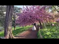LIVE NYC Walking Commute Midtown Central Park Cherry Blossoms Upper West Side - Apr 27 2022