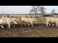 The Cattle Range Listing 812C543-201