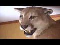 Cougar sighting in Ashland
