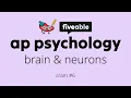 AP Psych Review - Brain Neurons