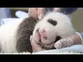 Saving Giant Pandas