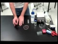 Onion Root Tip Mitosis