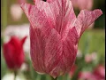🌸 Pink & White Flowers with Mozart Serenade in G | Reduce Stress with this Soothing Nature Video 🎶