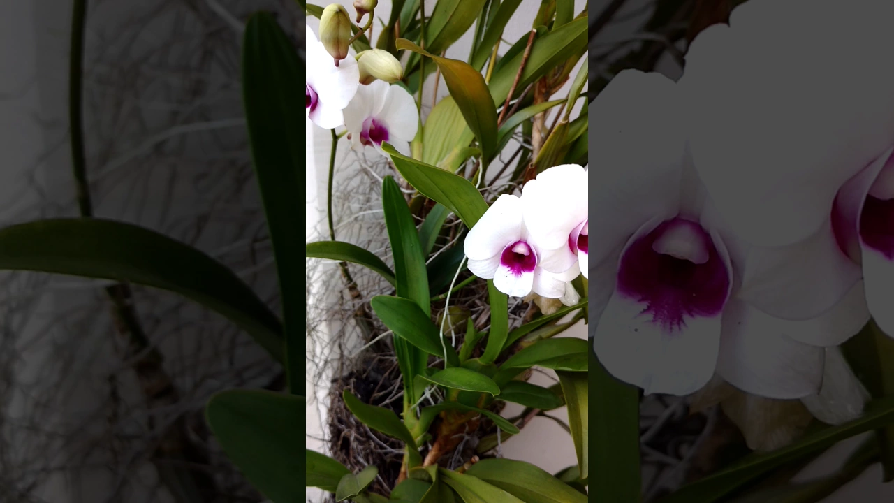 MINHAS ORQUÍDEAS COM ADUBO ORGÂNICO