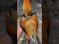 Download Lagu ayam bangkok wiring kuning asli #ayamberkualitas #peternaksejahtera #chicken #ayambangkok