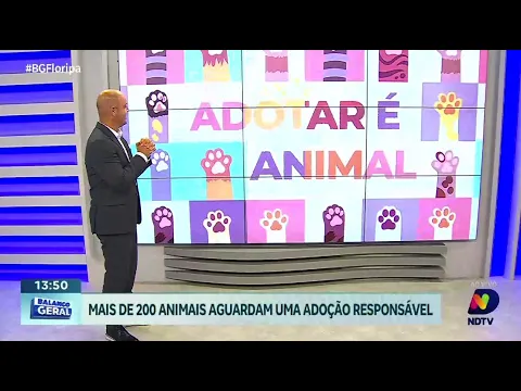 Adotar é Animal - Mais de 200 animais aguardam uma adoção responsável