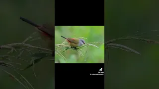 Quartinia طائر النجمة نوه من انواع الفنشات يعيش في شرق أفريقيا طائر Foryou زيبرا Wildlife 