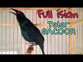 Download Lagu Pancingan cucak Keling biar bunyi dan gacor