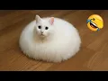 Download Lagu ¡Prepárate para reír! 😂 Los perros y gatos más divertidos 😹🐶 Parte 8