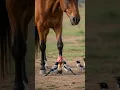 Download Lagu This Horse Let Birds Do the Healing… Shocking Nature Moment!