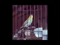 Download Lagu pelci buxtoni nembak rapet#pleci #plecimania #birds