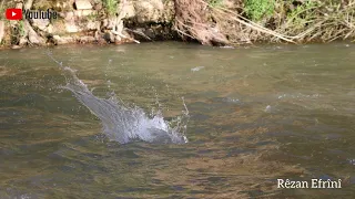 بعض المقاطع لـ منطقة عفرين الحبيبة 6 Eyşa Îbê Kurdish Music Saz عيشه ايبه 