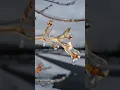 Frozen Branches