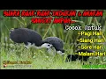 Download Lagu Suara Pikat Indukan Dan Anakan Burung Ruak Ruak. TerUji Sangat Ampuh 100% pikat ruak ruak terbaik