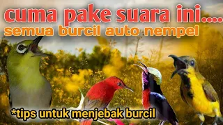suara cucak jenggot untuk pancingan menjebak burung kecil dijamin ampuh