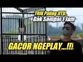 TERNYATA SEMUDAH INI KACER AGAR GACOR DAN NGEPLAY‼️
