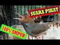 Download Lagu Cocok untuk MIKAT Suara prenjak ngotot di pagi hari pas buat tes mental prenjak lain