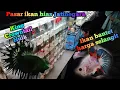 Lagu Update ikan cupang di pasar ikan hias Jatinegara 