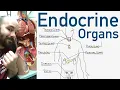 Endocrine Organs - BEST Way to Learn All the Endocrine Organs and What They Do