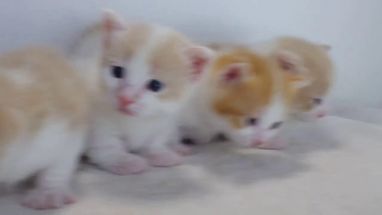 動画