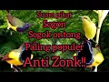 Download Lagu Suara pikat sogon,sogok ontong anti ZONK !! 2023