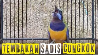 masteran handal cucak cungkok audio jernih cocok untuk murai batu