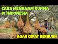 Download Lagu CARA MENANAM KURMA DI INDONESIA AGAR CEPAT BERBUAH, LENGKAP DENGAN REKOMENDASI JENIS KURMA