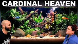 Making Cardinal Tetra Heaven Low Maintenance Low Tech Aquascape Tutorial