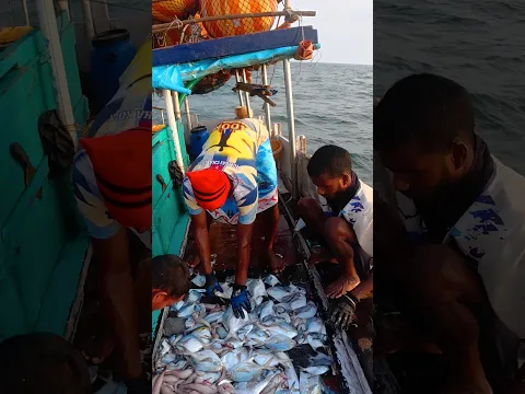 नवीन ठिकाणी केली पापलेट मासेमारी. Deep sea pomfret fishing #seafood  #fishing #india #pomfret #boat