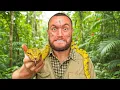 Download Lagu Searching For Poisonous Snakes In Panama!