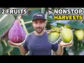 These Forgotten Fruits Provide 6 MONTHS of NONSTOP Harvests