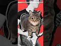 Download Lagu OIIA CAT on Guitar