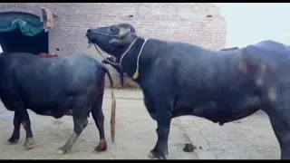 buffalo hard mating super powerful and wild very shocked animal videos