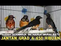 Download Lagu BAJIGUR !! HARGA MURAI BATU TROTOL CUMA 150 RIBU JTN 650 RIBU SPEK BERMUTU DI PASAR BURUNG PRAMUKA